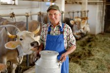 Farmer is working on the organic farm with dairy cows and holding big milk container pot. Model is a real farm worker!